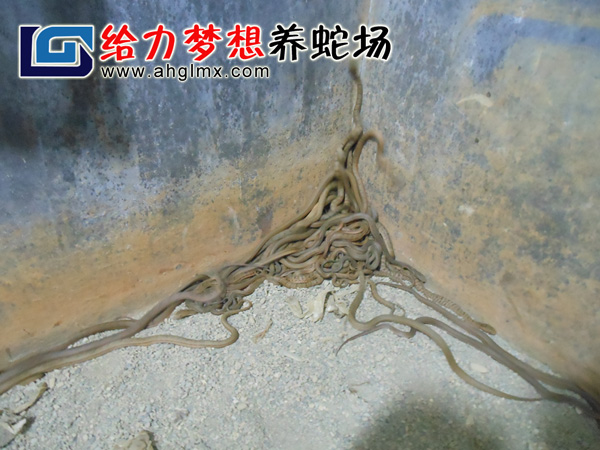 �����������Bֳ